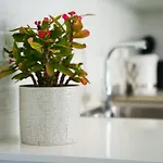 Casa vacanze Wealthystays 2br Retreat , 5min Walk To *